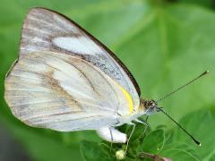 (Striped Albatross) female ovipositing