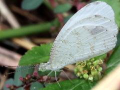 (Psyche) underside