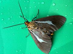 (Heliconia Snouted Tiger Moth) upperside