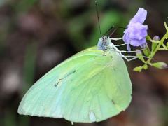 (Lemon Emigrant) lemon profile