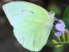 (Lemon Emigrant) lemon underside