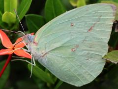 (Lemon Emigrant) white profile
