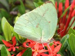 (Lemon Emigrant) white underside