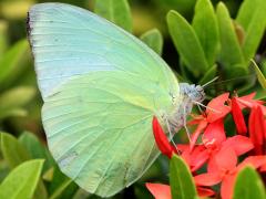 (Lemon Emigrant) yellow underside
