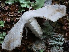 (Moorei Silkworm Moth) dorsal