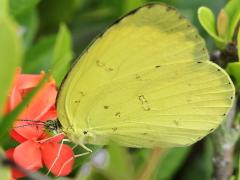 (Common Grass Yellow) profile