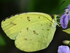 (Common Grass Yellow) underside