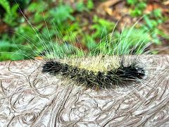 (Gigas Lichen Moth) dorsal