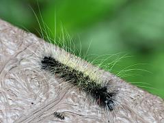 (Gigas Lichen Moth) profile