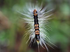 (Gigas Lichen Moth) ventral