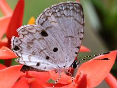 (Malayan) underside
