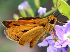 (Taiwan Palm-Dart) lateral