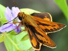 (Taiwan Palm-Dart) profile