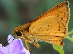 (Taiwan Palm-Dart) underside