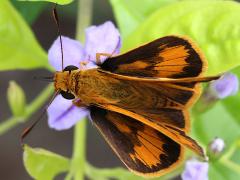 (Taiwan Palm-Dart) upperside