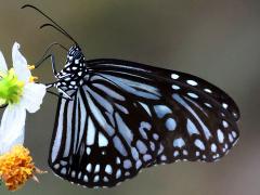 (Maghaba Glassy Tiger) underside