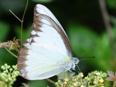 (Indo-Chinese Chocolate Albatross) female underside