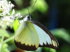 (Indo-Chinese Chocolate Albatross) male underside