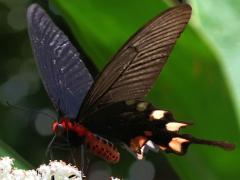 (Pink-spotted Windmill) profile