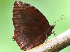 (Hainan Common Palmfly) underside