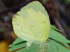 (Common Grass Yellow) female ovipositing