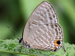 (Dromicus Metallic Cerulean) underside