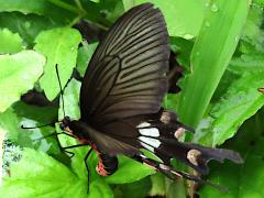 (Taiwanese Common Swallowtail) female ovipositing