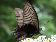 (Kumaon Spangle) underside
