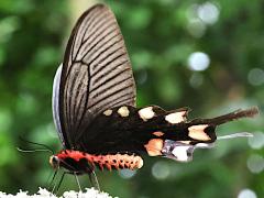 (Pink-spotted Windmill) underside