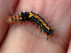 (Taiwan Yellow Tussock Moth) caterpillar curled