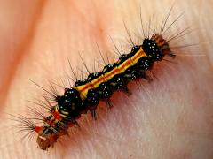 (Taiwan Yellow Tussock Moth) caterpillar dorsal