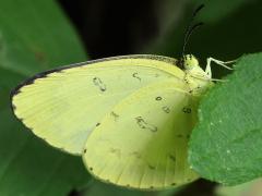(Taiwan Grass Yellow) underside