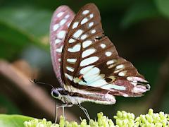 (Postianus Common Jay) underside