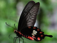 (Taiwanese Common Swallowtail) profile