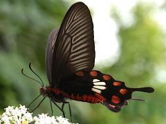(Taiwanese Common Swallowtail) underside