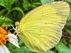 (Taiwan Grass Yellow) profile