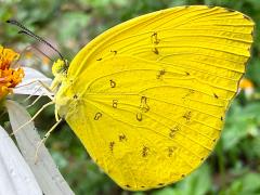 (Taiwan Grass Yellow) wet form underside