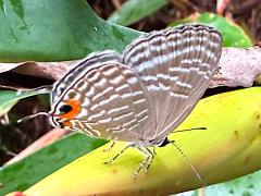 (Dromicus Metallic Cerulean) underside