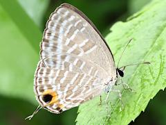 (Dromicus Metallic Cerulean) underside