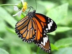 (Common Tiger) female profile