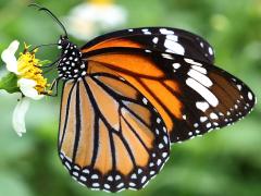 (Common Tiger) female underside