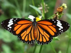 (Common Tiger) female upperside