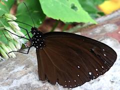 (Taiwan Purple Crow Butterfly) lateral
