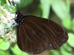 (Taiwan Purple Crow Butterfly) underside