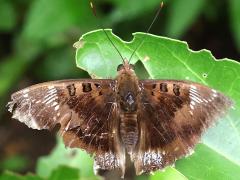 (White-edged Blue Baron) male dorsal