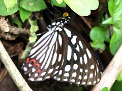 (Formosa Red Ring Skirt) underside