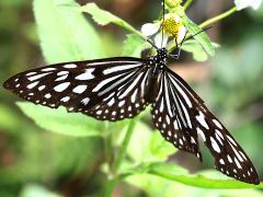 (Ceylon Blue Glassy Tiger) dorsal