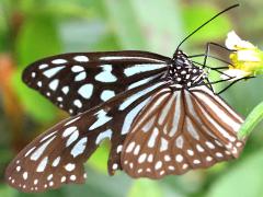 (Ceylon Blue Glassy Tiger) lateral