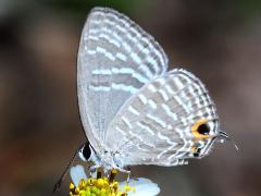 (Dromicus Metallic Cerulean) underside