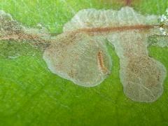 (Gracillariidae Leafminer Moth) caterpillar mine on Laurel